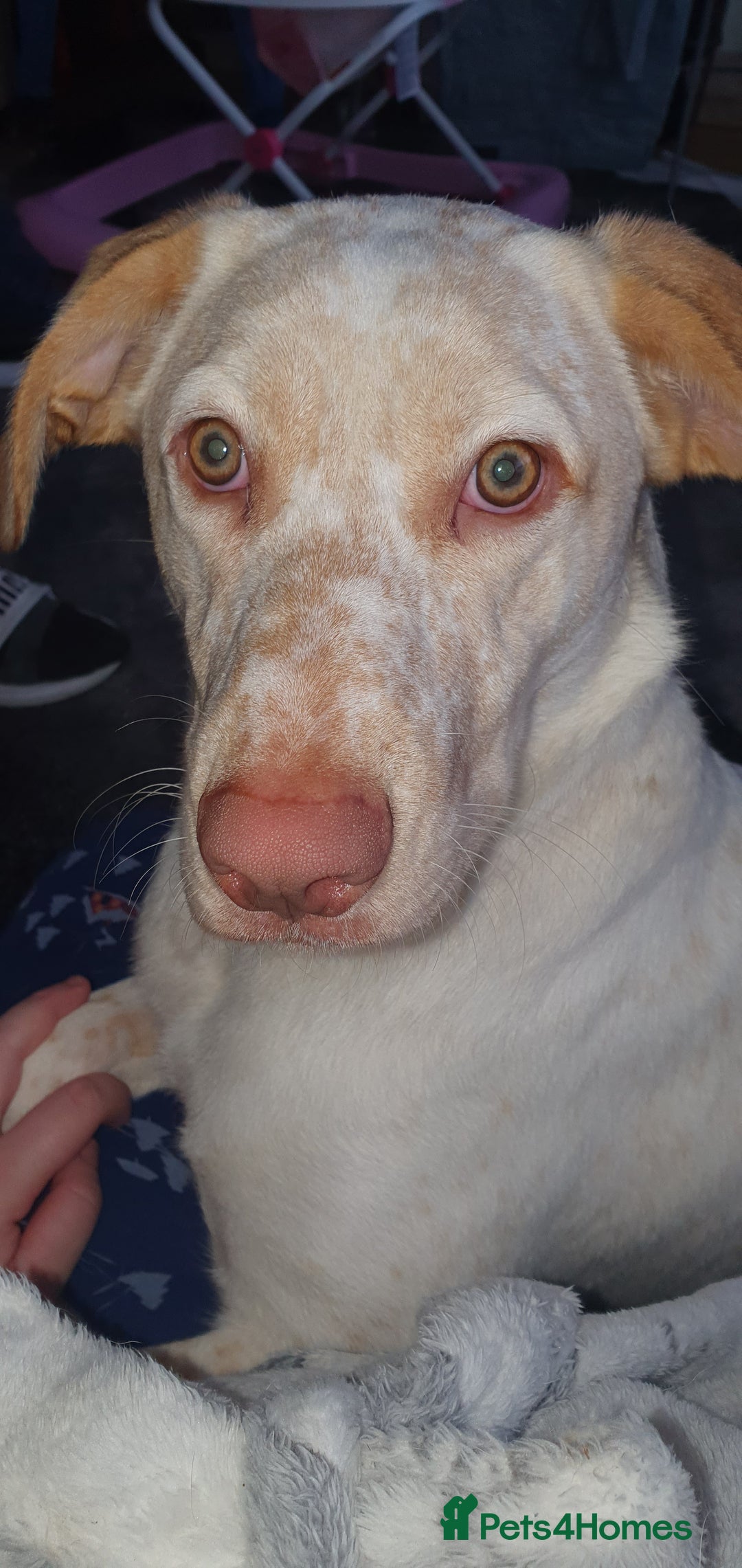 Mixed Breed dogs for sale: Our gorgeous Dalidor needs a loving home - Image 4