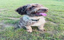 Miniature Poodle dogs for stud: Chocolate Merle Miniature Poodle Stud 🐾🐾🐾 - Image 6