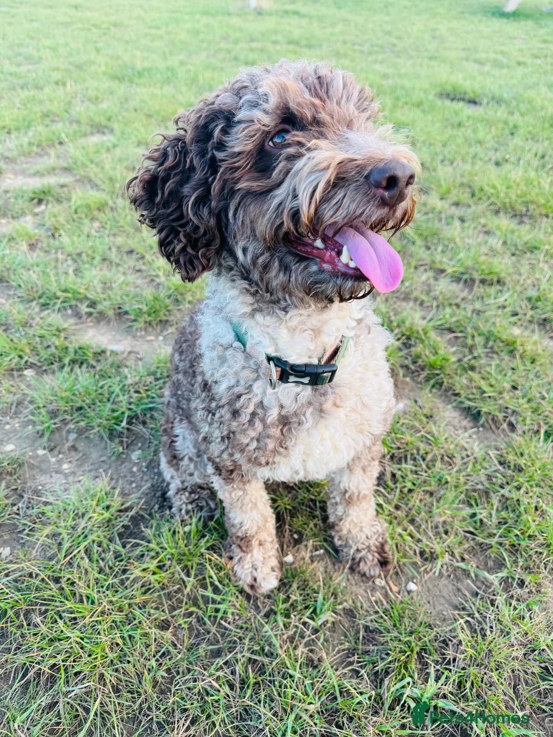 Miniature Poodle dogs for stud: Chocolate Merle Miniature Poodle Stud 🐾🐾🐾 - Advert 6