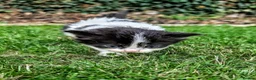 Mixed Breed cats for sale: Georgous Kittens Looking For A New Home - Advert 19