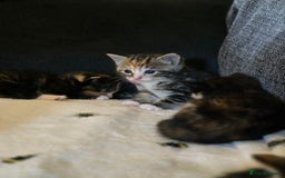 Mixed Breed cats for sale: 3 Beautiful girls looking for forever homes - Image 2