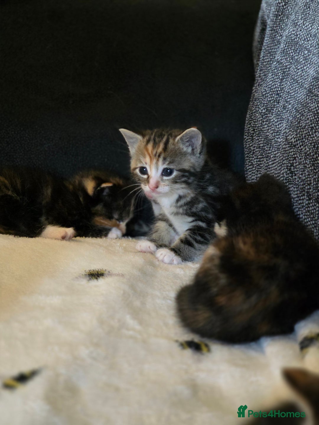 Mixed Breed cats for sale: 3 Beautiful girls looking for forever homes - Image 2