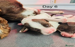 English Springer Spaniel dogs for sale: KC Quality English Springer Spaniels - Image 10