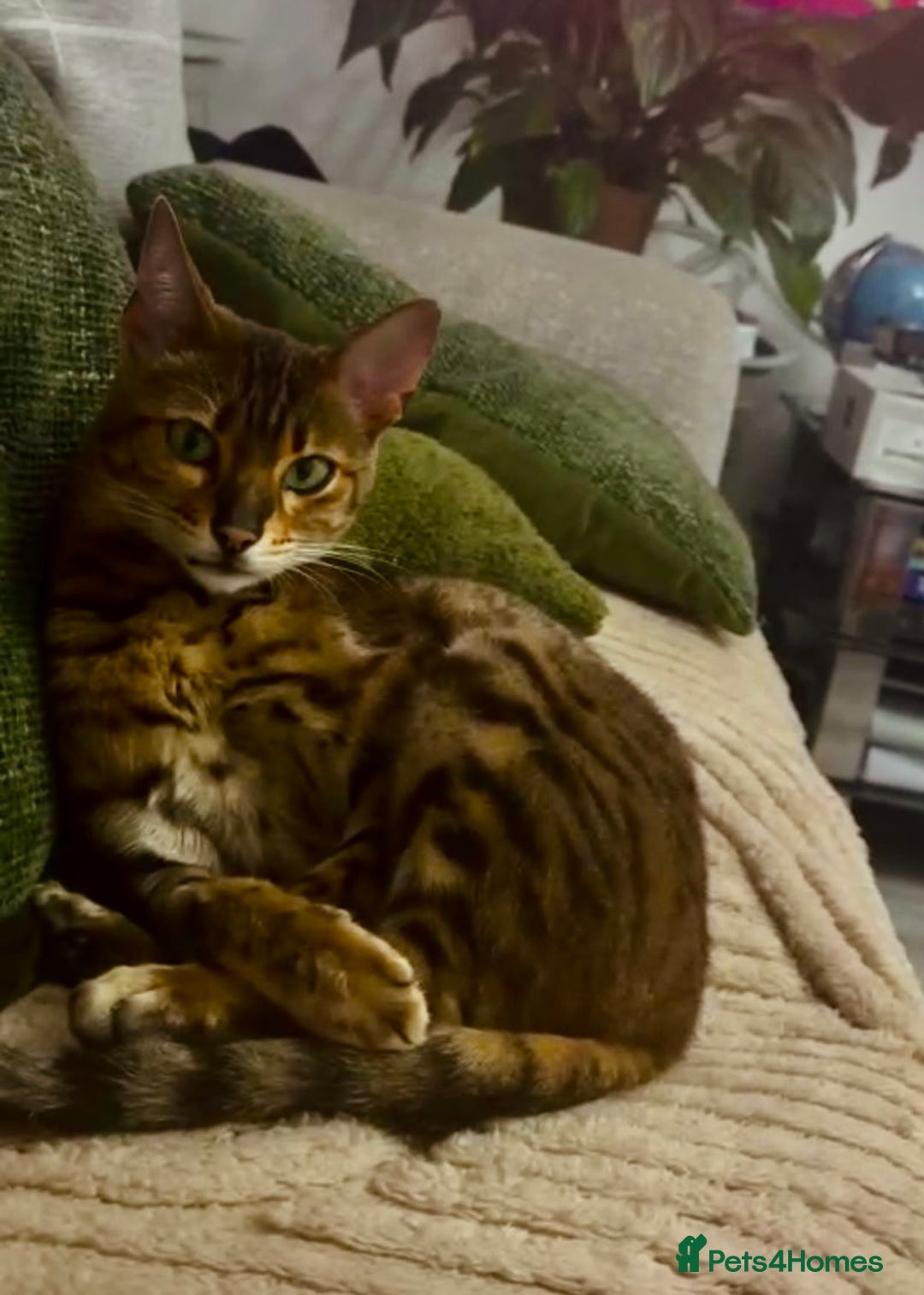 Bengal cats for sale: Sweet bengal looking for her quiet, forever home - Advert 5