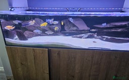 Cichlids fish for sale: African cichlids -  - Image 14