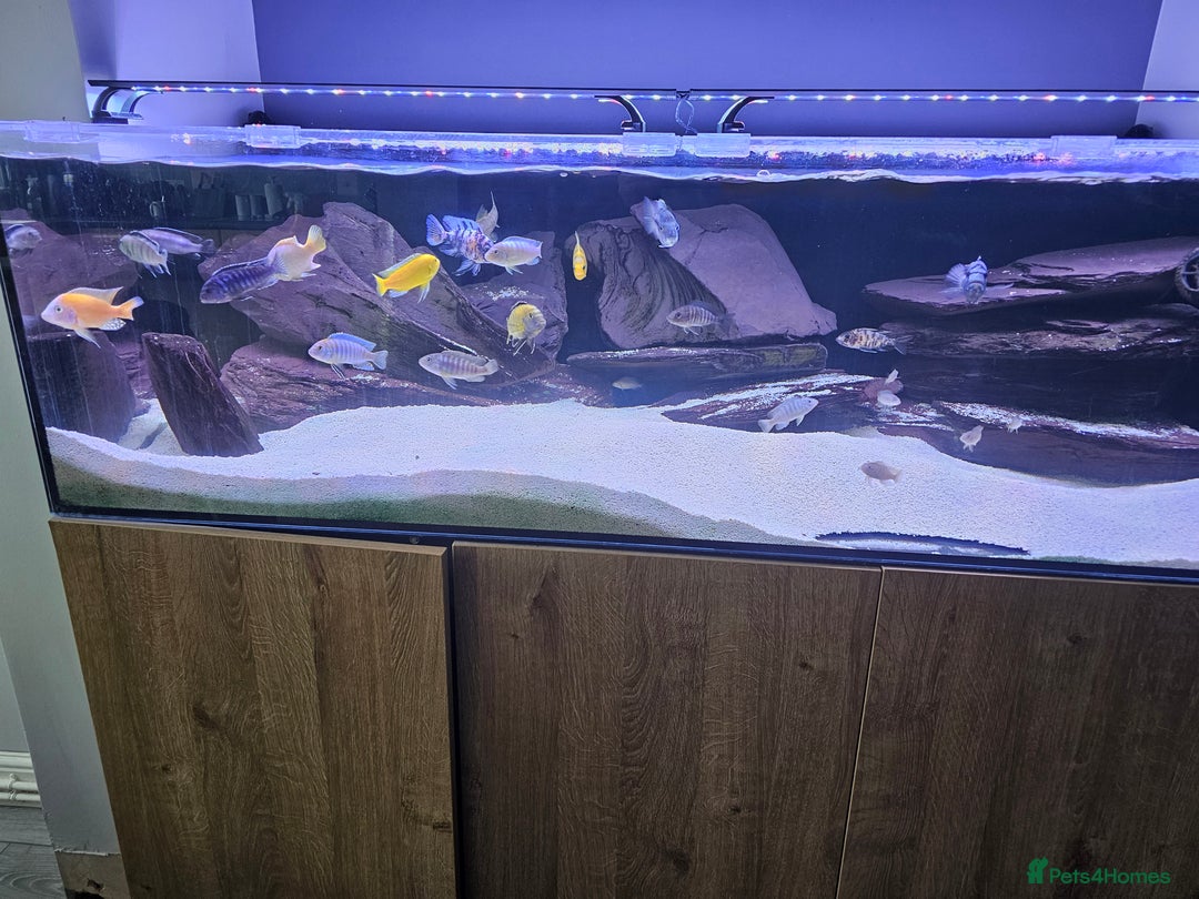 Cichlids fish for sale: African cichlids -  - Image 14