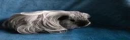 Guinea Pig rodents for sale: Father&son long haired swiss californian - Advert 3