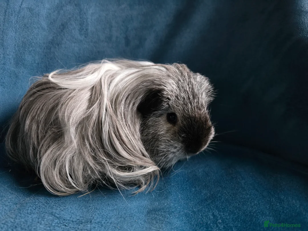 Guinea Pig rodents for sale: Father&son long haired swiss californian - Advert 3