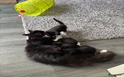 Mixed Breed cats for sale: 4 beautiful kittens - Image 15