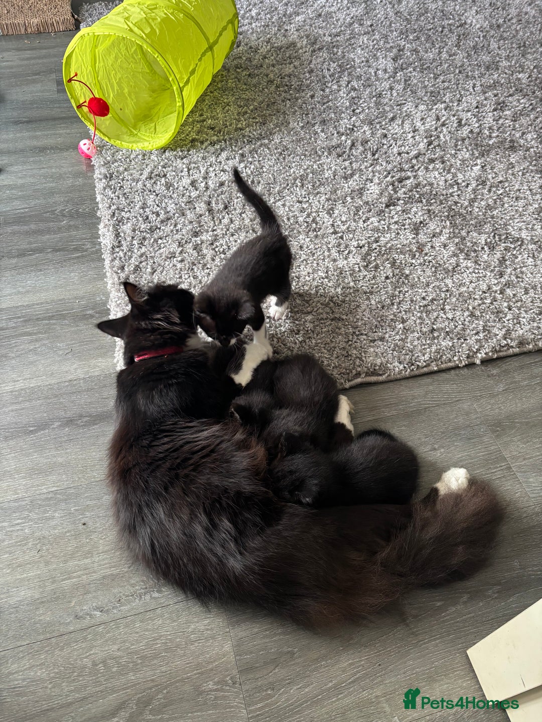 Mixed Breed cats for sale: 4 beautiful kittens - Image 15