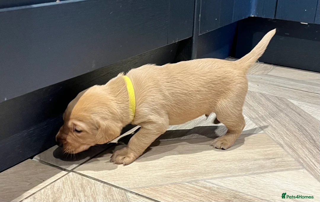 Labrador Retriever dogs for sale:  Fox red Labrador pups for sale, KC registered - Advert 13