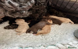 Cockapoo dogs for sale: Stunning Cockapoo puppies ready in a week  - Image 9
