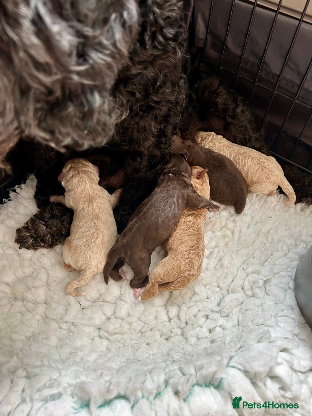 Cockapoo dogs for sale: Stunning Cockapoo puppies ready in a week  - Image 9