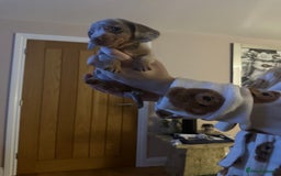 Miniature Dachshund dogs for sale: Miniature Dachshund Puppies - Image 13