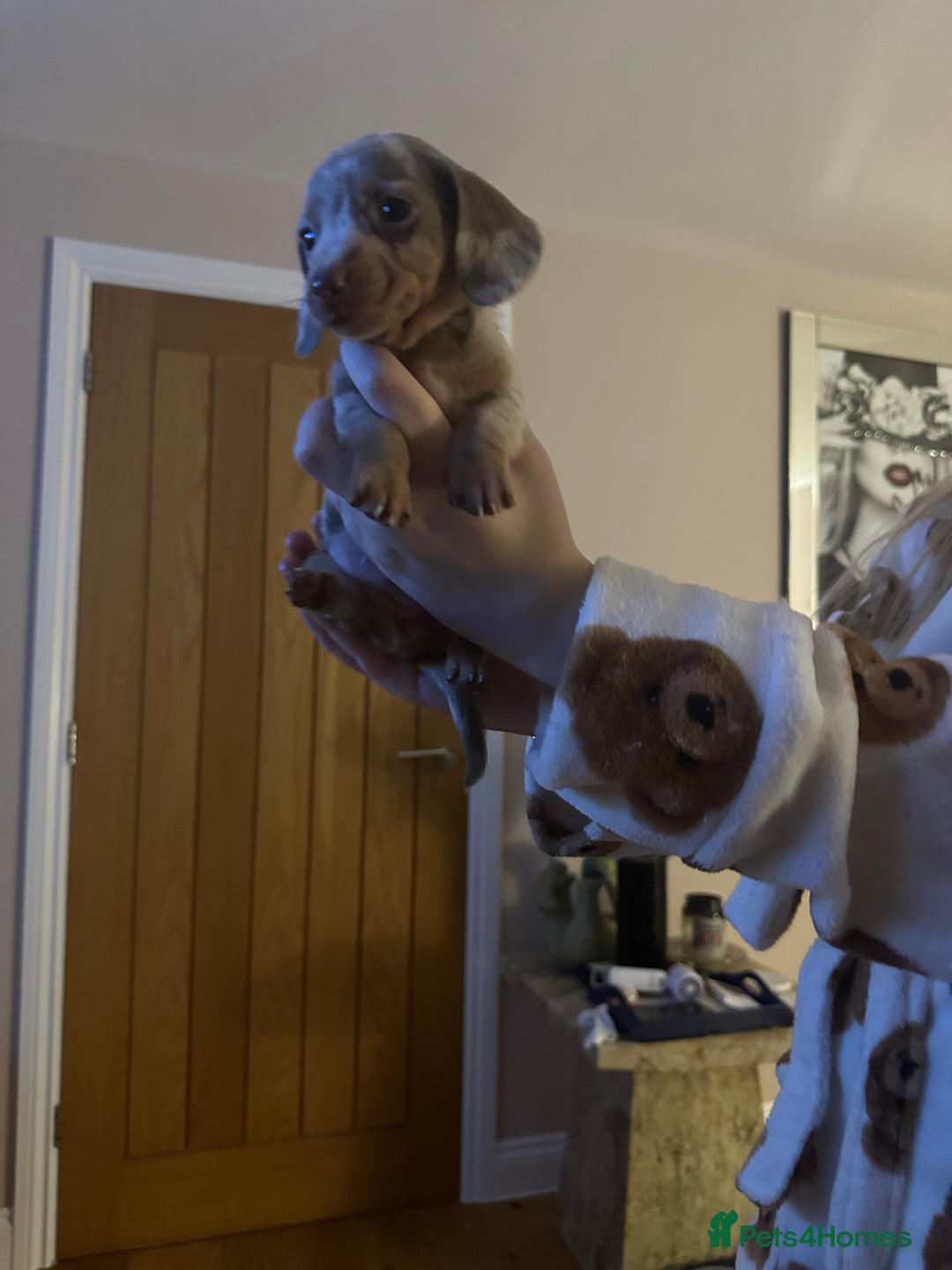 Miniature Dachshund dogs for sale: Miniature Dachshund Puppies - Image 13