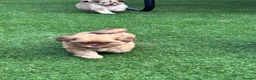 Shih Tzu dogs for sale: Handsome liver Shih Tzu boy puppy  - Advert 17