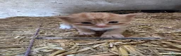 Mixed Breed cats for sale: Farm kitten - Advert 18