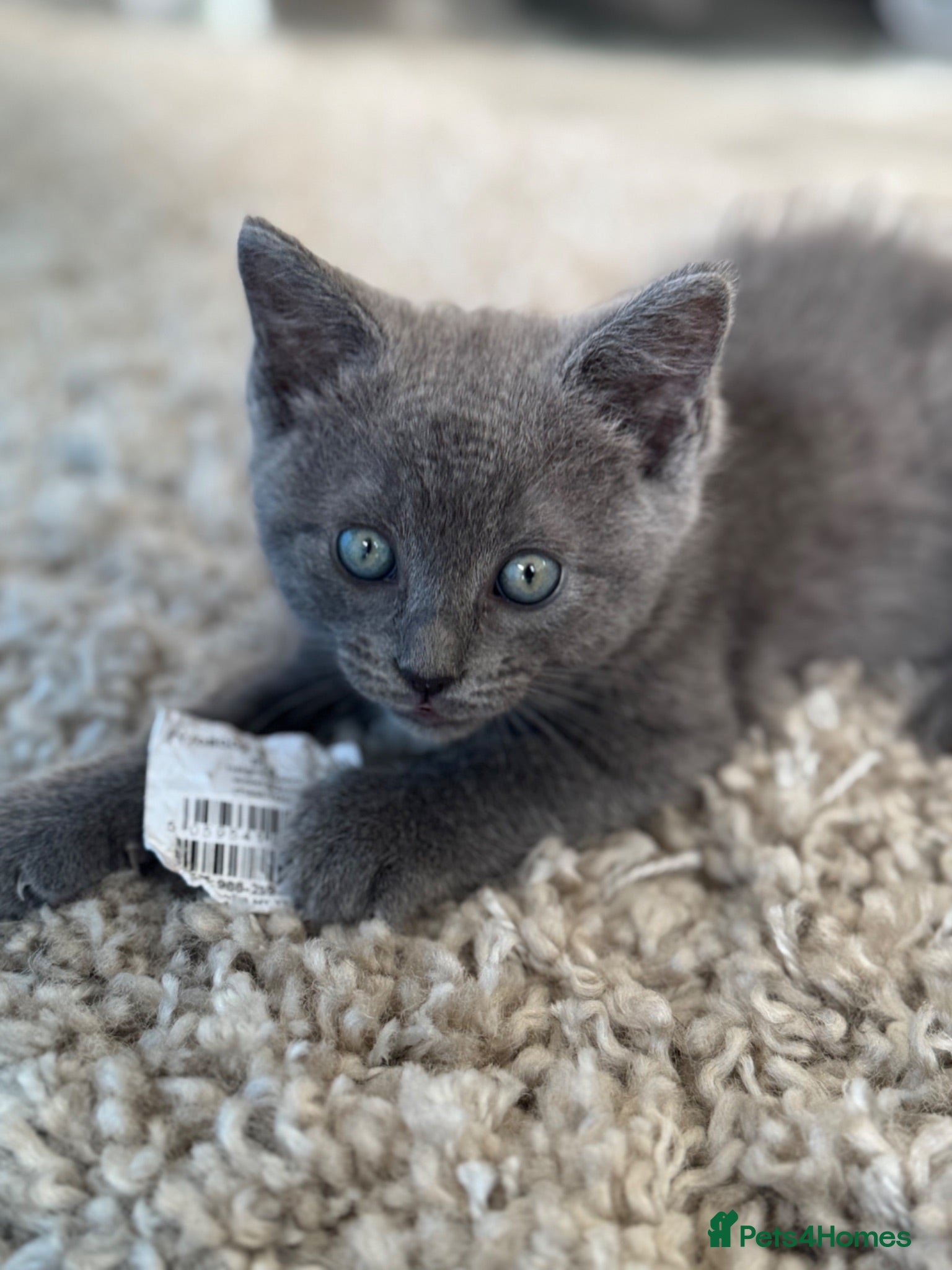 Ragdoll cats STUNNING 🩷 Ragdoll X Kittens  - Advert 2