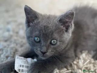 Ragdoll cats STUNNING 🩷 Ragdoll X Kittens - Advert 6