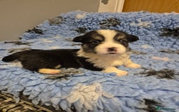 Welsh Corgi Pembroke dogs for sale: Wow !! Bobtail and long available  - Image 1