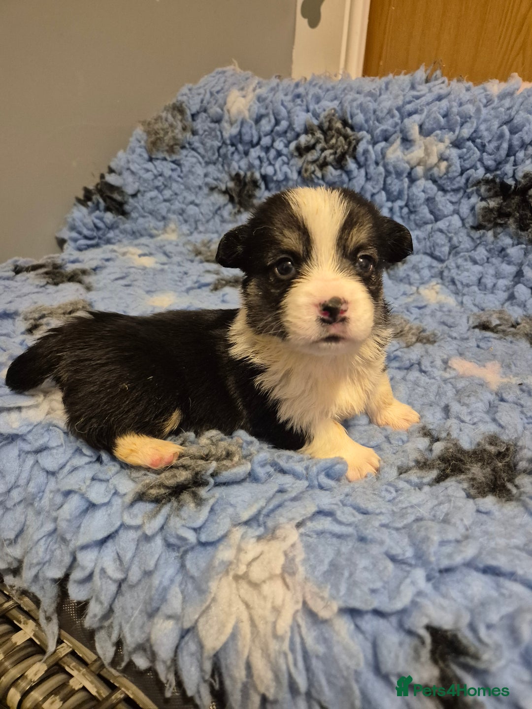 Welsh Corgi Pembroke dogs for sale: Wow !! Bobtail and long available  - Image 1