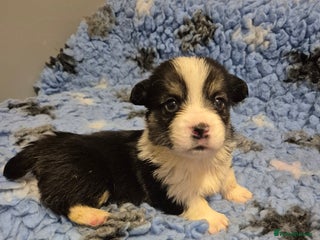 Welsh Corgi Pembroke dogs - Advert 6