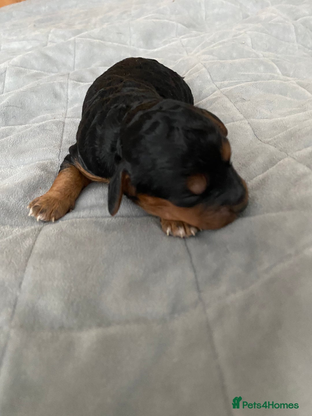 Cockapoo dogs for sale: F1b cockapoo video call viewings available  - Advert 22