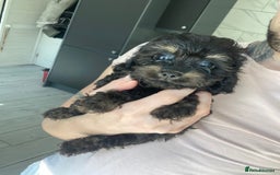 Cavapoo dogs for sale: Phantom Toy cavapoo puppies  - Image 1