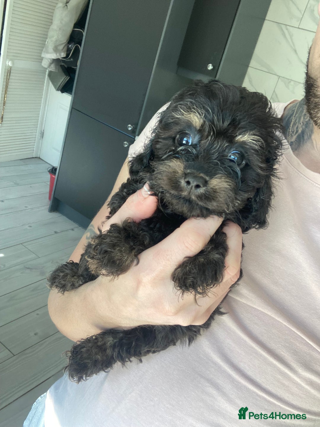 Cavapoo dogs for sale: Phantom Toy cavapoo puppies  - Image 1