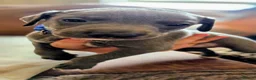 Whippet dogs for sale: Whippet boy in Ayr - Advert 4