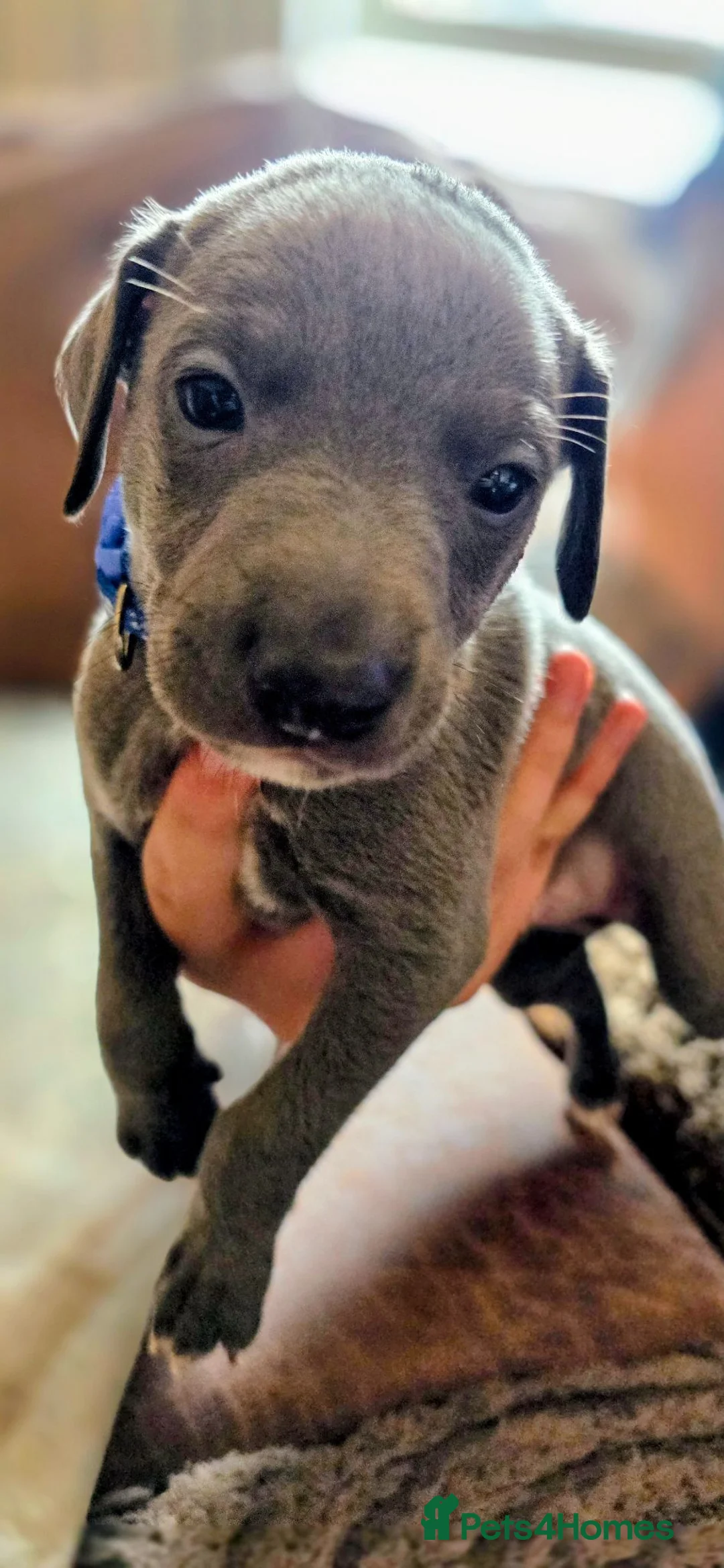 Whippet dogs for sale: Whippet boy in Ayr - Advert 4