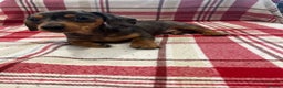 Miniature Dachshund dogs for sale: Miniature Dachshund puppies for sale - Advert 22