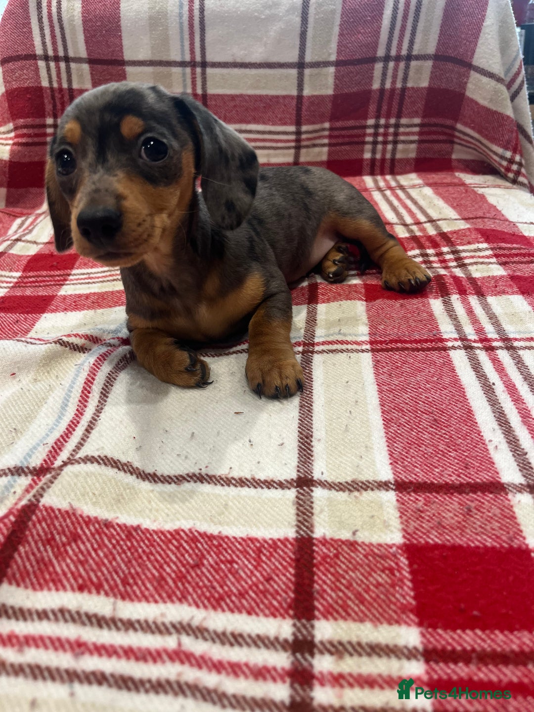 Miniature Dachshund dogs for sale: Miniature Dachshund puppies for sale - Advert 22