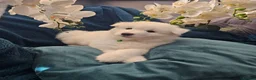 Samoyed dogs for sale: Adorable Samoyed puppies  - Advert 7