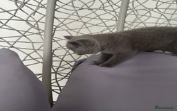 British Shorthair cats for sale: British shorthair kittens last male  - Image 4