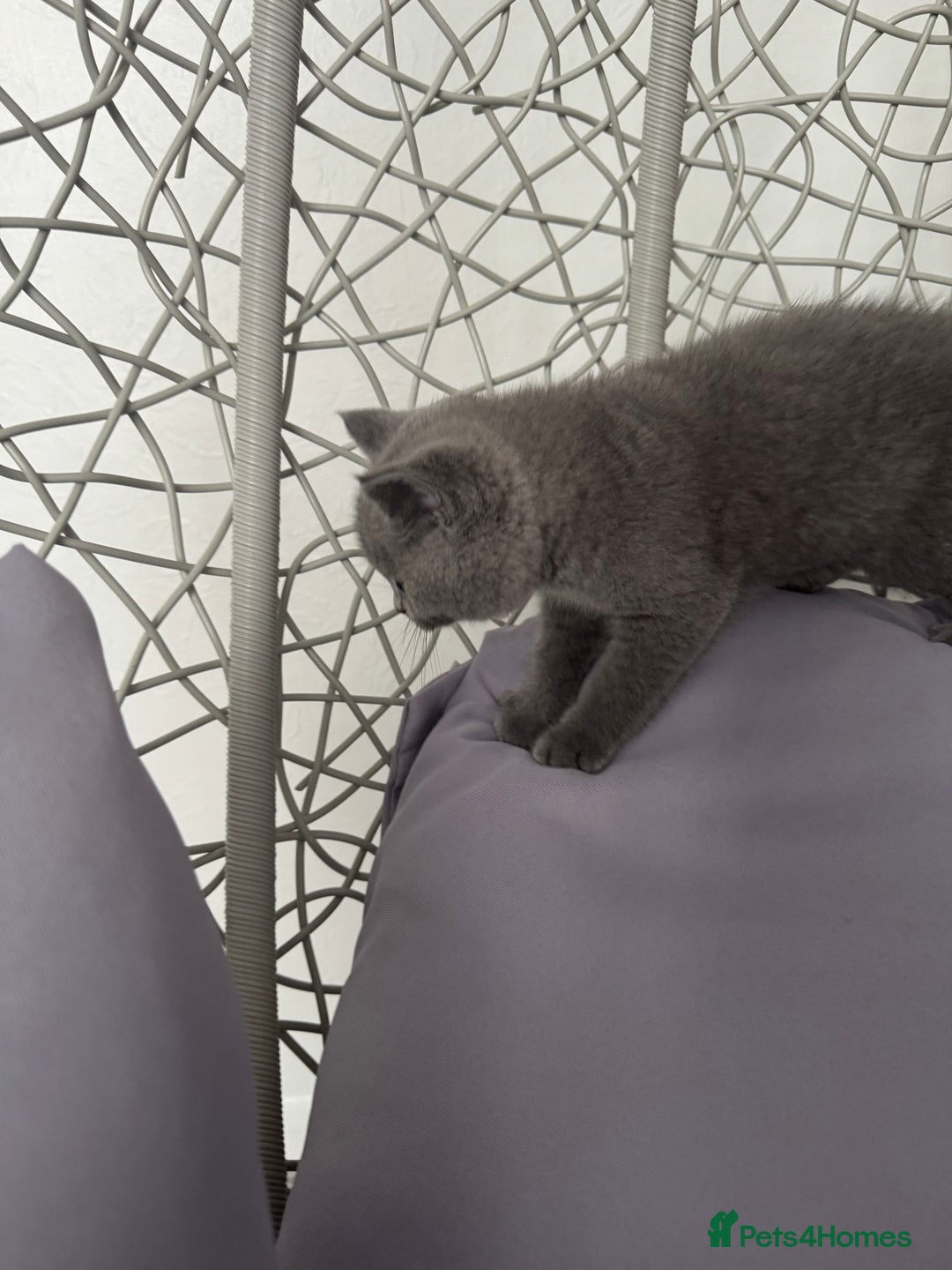 British Shorthair cats for sale: British shorthair kittens last male  - Image 4