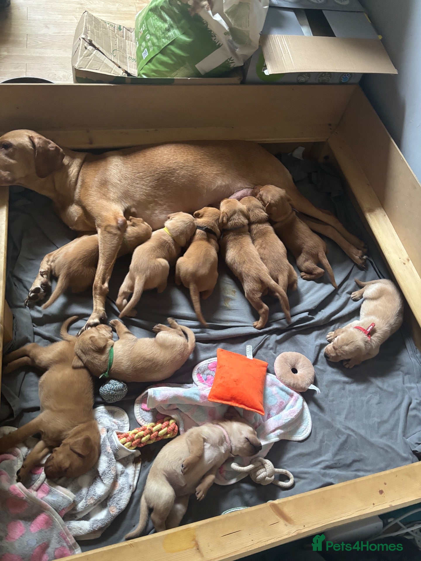 Labrador Retriever dogs 10 adorable fox red Labrador puppies  - Advert 1