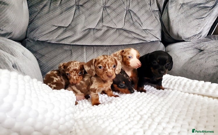 Miniature Dachshund dogs - Advert 7