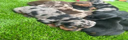 Dachshund dogs for sale: Beautiful Dachshund Puppies  - Advert 12