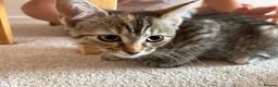 Mixed Breed cats for sale: Girl kittens  - Advert 7