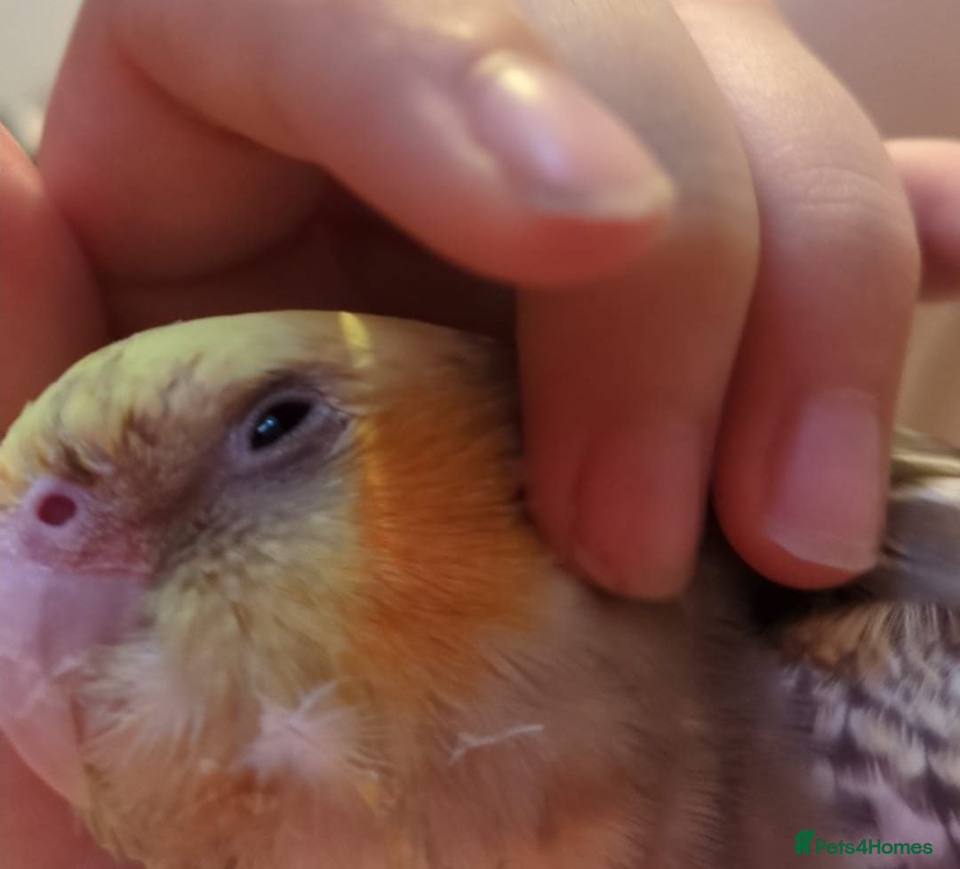 Cockatiels birds Hand-reared cockatiel, 5 months, tame affectionate - Advert 1