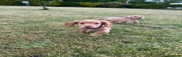 Cocker Spaniel dogs for sale: Gorgeous KC working type cocker spaniel puppies  - Advert 2