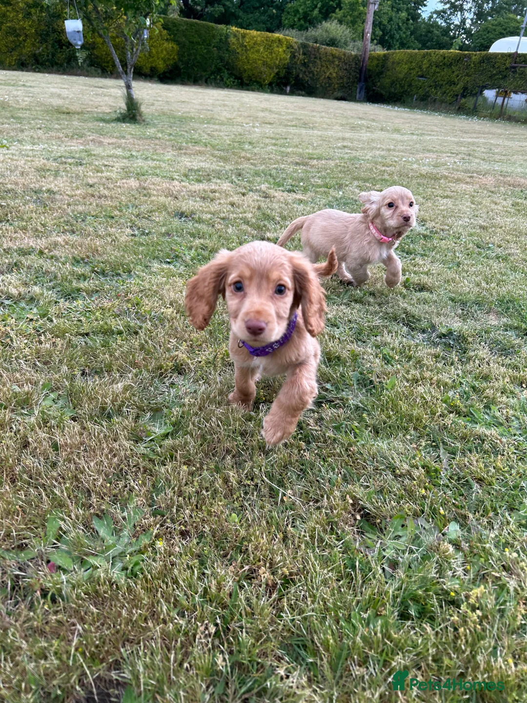 Cocker Spaniel dogs for sale: Gorgeous KC working type cocker spaniel puppies  - Advert 2