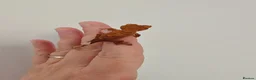 Gecko reptiles for sale: Unsexed baby crested geckos - Advert 4