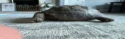 Tortoise reptiles for sale: Spur thigh tortoise  in Seaham - Advert 6