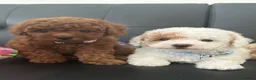 Maltipoo dogs for sale: 🐶 3 Gorgeous Toy Maltipoo Puppies For Sale 🐶 - Advert 11