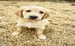 Golden Retriever dogs for stud: Handsome Golden boy for stud  in Frome - Image 16