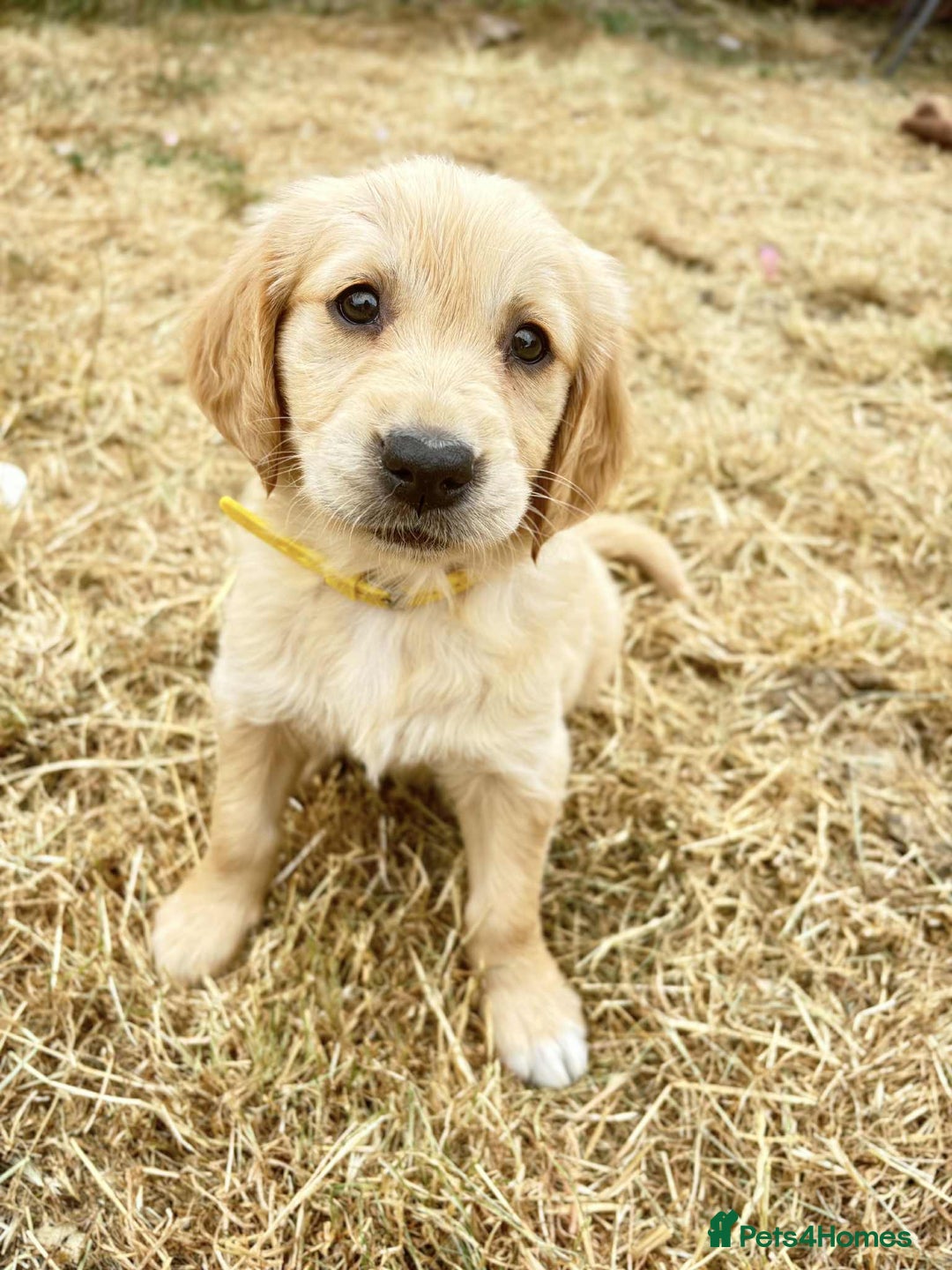 Golden Retriever dogs for stud: Handsome Golden boy for stud  in Frome - Image 16