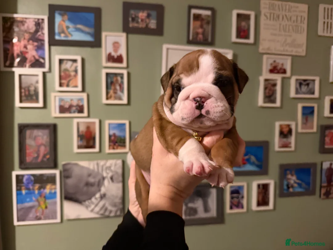 English Bulldog dogs for sale: 🌸💙 top blood line English bulldogs 🌸💙❤️ - Advert 21