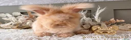 Angora rabbits for sale: Fully Vaccinated Angora Litter - Advert 6